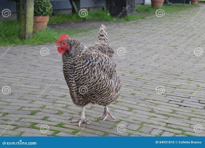 Netherlands - chicken road game